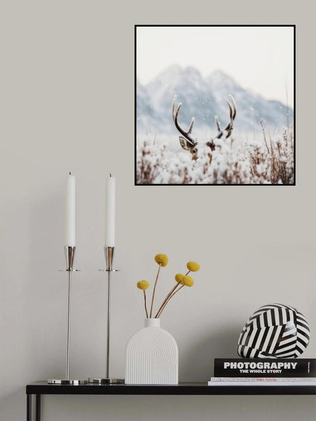 Shy Deer Poster och Canvastavla