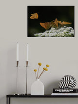 Butterflies landing Poster och Canvastavla