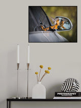 Look at me gorgeous Poster och Canvastavla