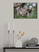 The Amazing Loving Three Toed Sloth Poster och Canvastavla