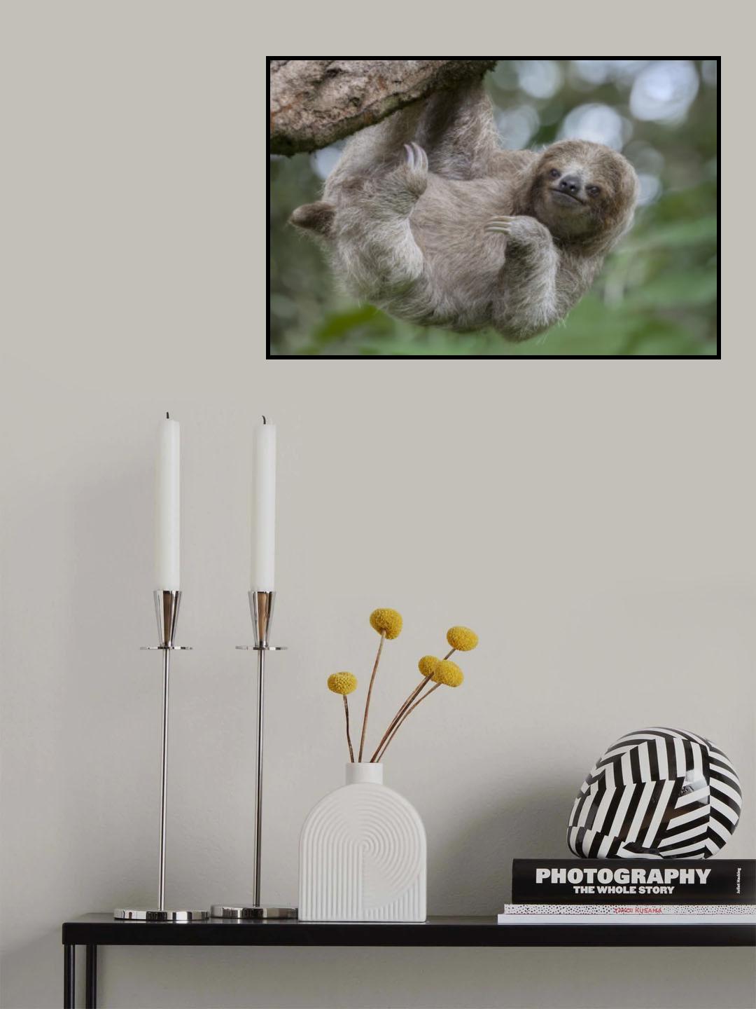 The Amazing Loving Three Toed Sloth Poster och Canvastavla