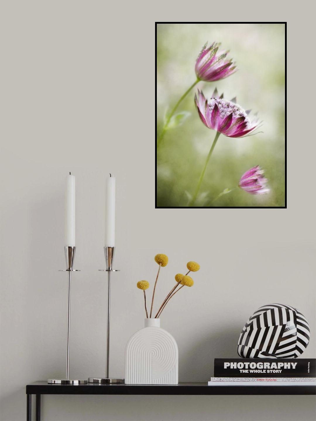 Astrantia Poster och Canvastavla