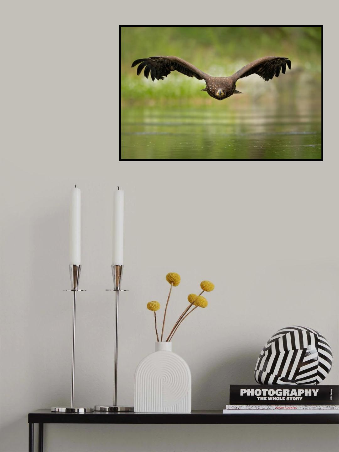 White-tailed eagle Poster och Canvastavla