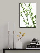 Green dainty branch Poster och Canvastavla