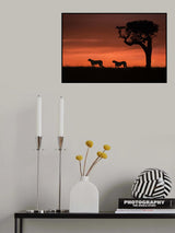Cheetahs at dusk Poster och Canvastavla