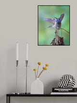 Brown Violetear Poster och Canvastavla