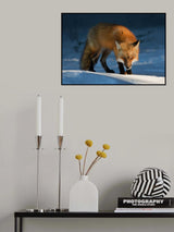 Red Fox Poster och Canvastavla