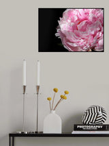 Pink peony IV Poster och Canvastavla