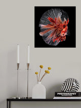 Betta Fish Poster och Canvastavla