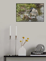 Fresh Fish Poster och Canvastavla
