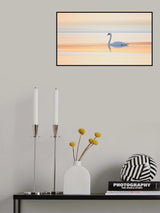 Swan Poster och Canvastavla
