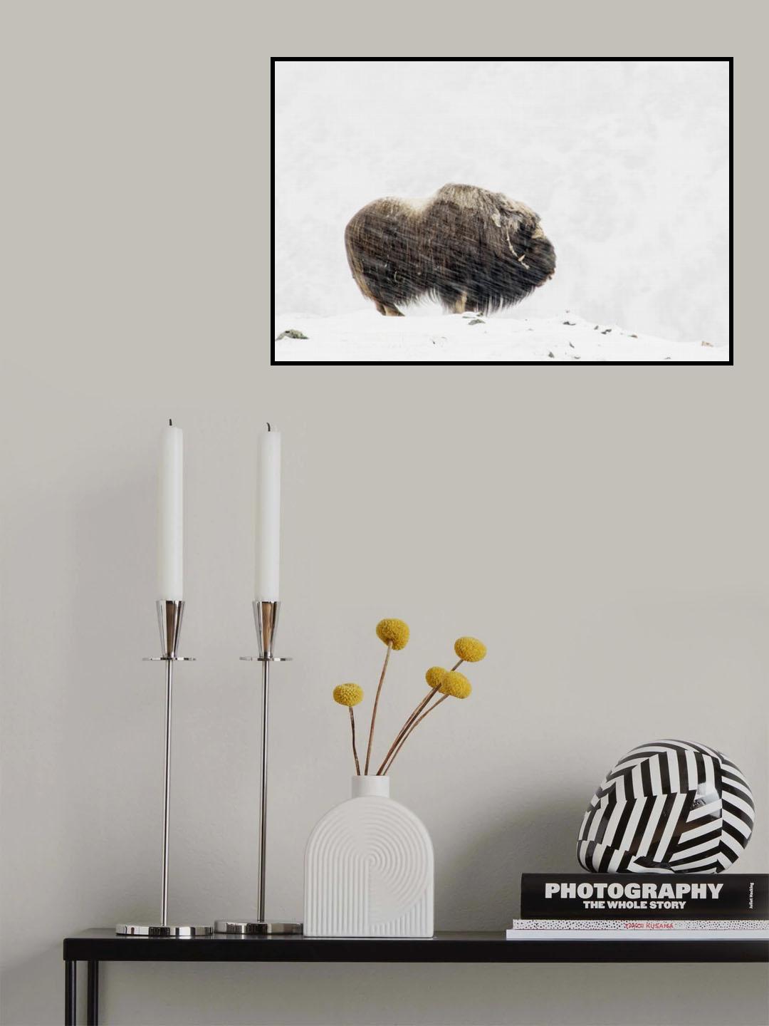 Musk ox solitude Poster och Canvastavla