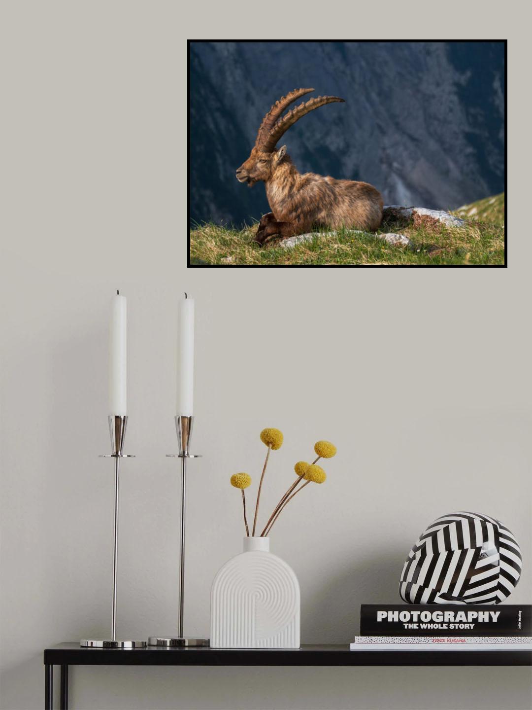 Alpine Ibex Poster och Canvastavla