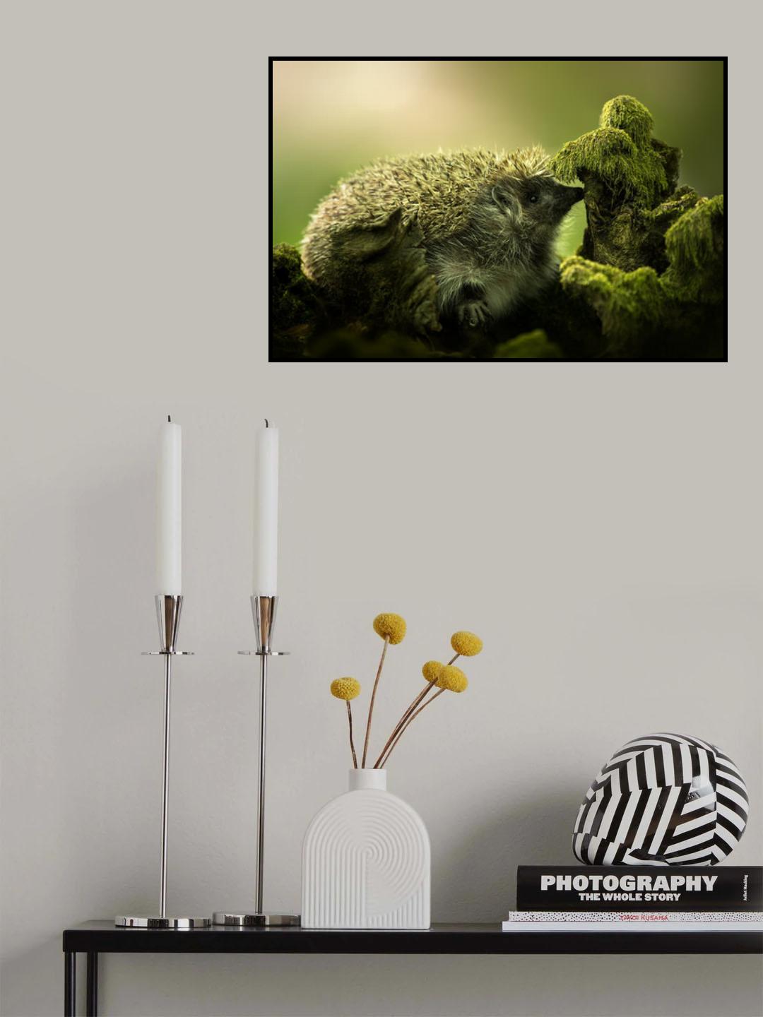 Hedgehog II Poster och Canvastavla