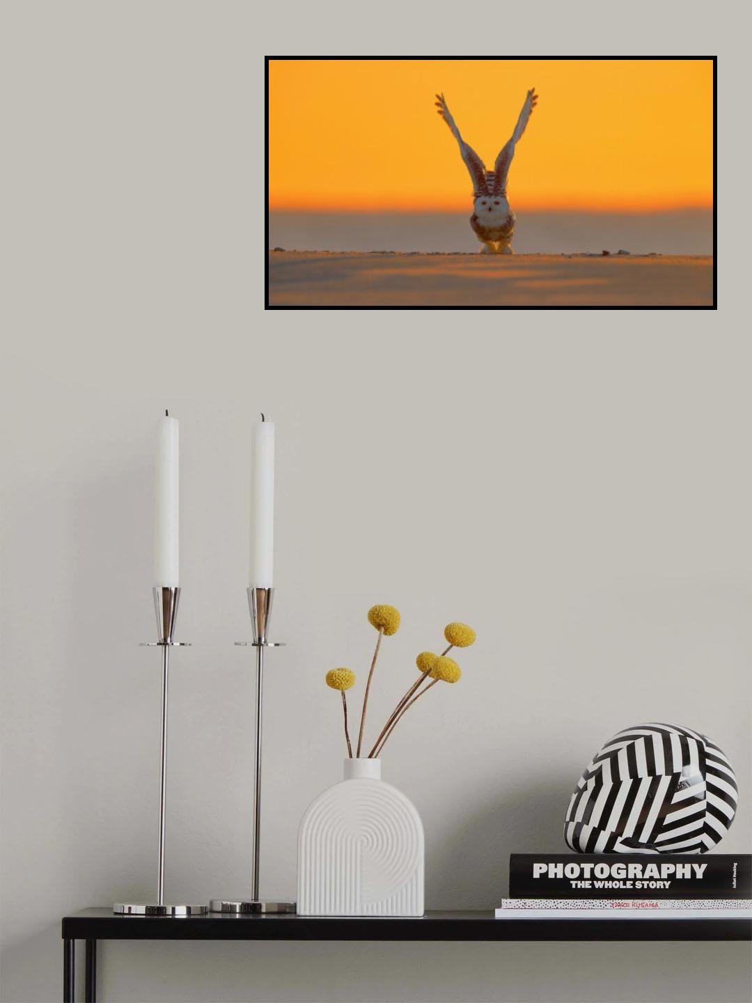 Snowy Owl at Sunrise Poster och Canvastavla
