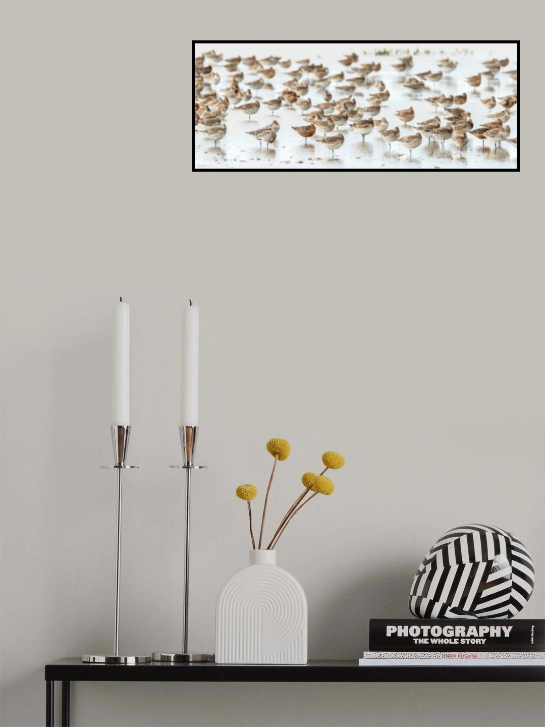 Bar-tailed Godwit 19 Poster och Canvastavla