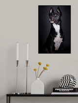 Pebbles Poster och Canvastavla
