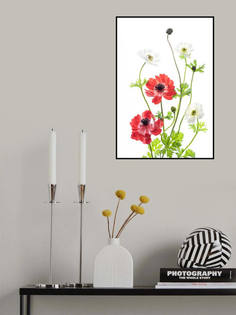 Spring Anemone Family Poster och Canvastavla
