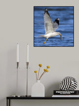 Ring billed gull Poster och Canvastavla