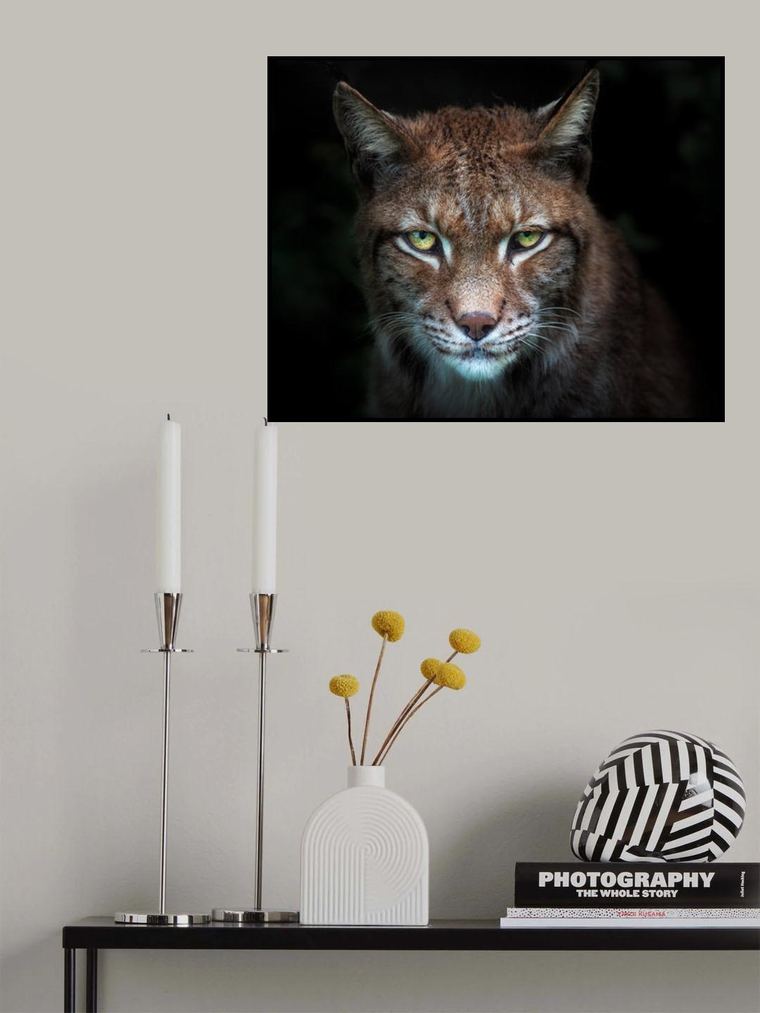 Lynx gaze Poster och Canvastavla