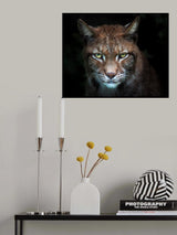 Lynx gaze Poster och Canvastavla