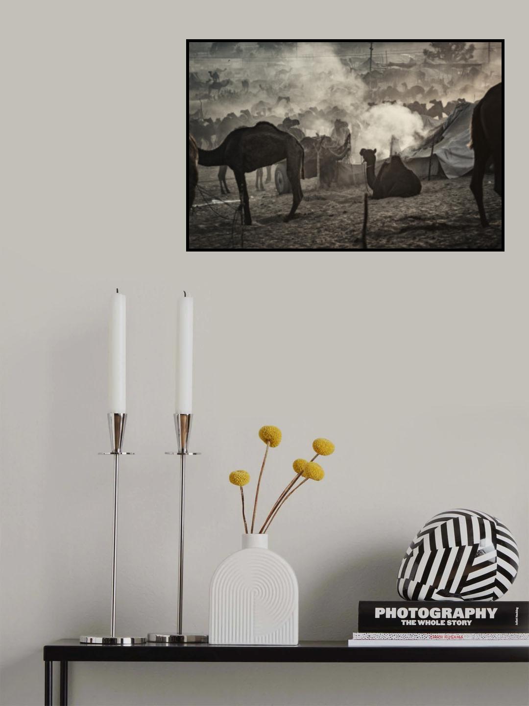 Camel market 3850 Poster och Canvastavla