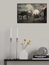 Camel market 3850 Poster och Canvastavla