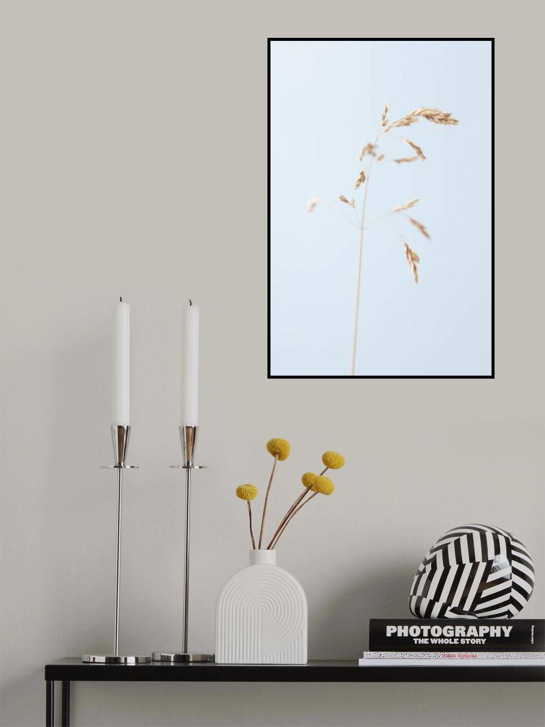 Dried single grass straw_2 Poster och Canvastavla
