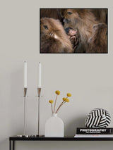 Between cotton wool Poster och Canvastavla