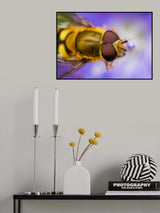 Marmalade Hoverfly Poster och Canvastavla