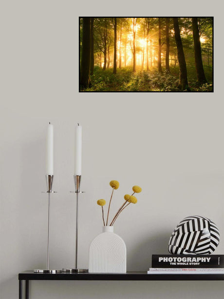 Light in the Forest. Poster och Canvastavla