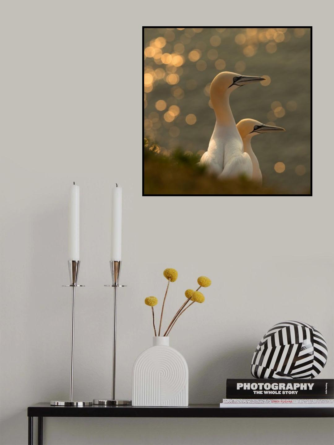 Gannets in sunset Poster och Canvastavla