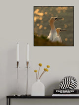 Gannets in sunset Poster och Canvastavla