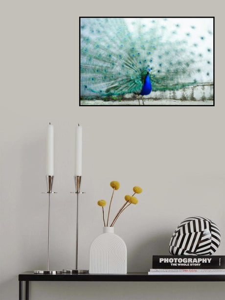 Peacock Poster och Canvastavla