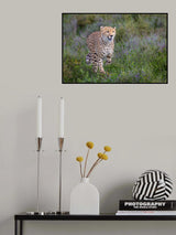 Beauty in the wildflowers Poster och Canvastavla