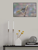 Waiting for its prey... Poster och Canvastavla