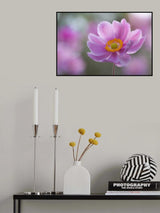 Morning Anemone Poster och Canvastavla