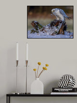 Gyr Falcon Poster och Canvastavla