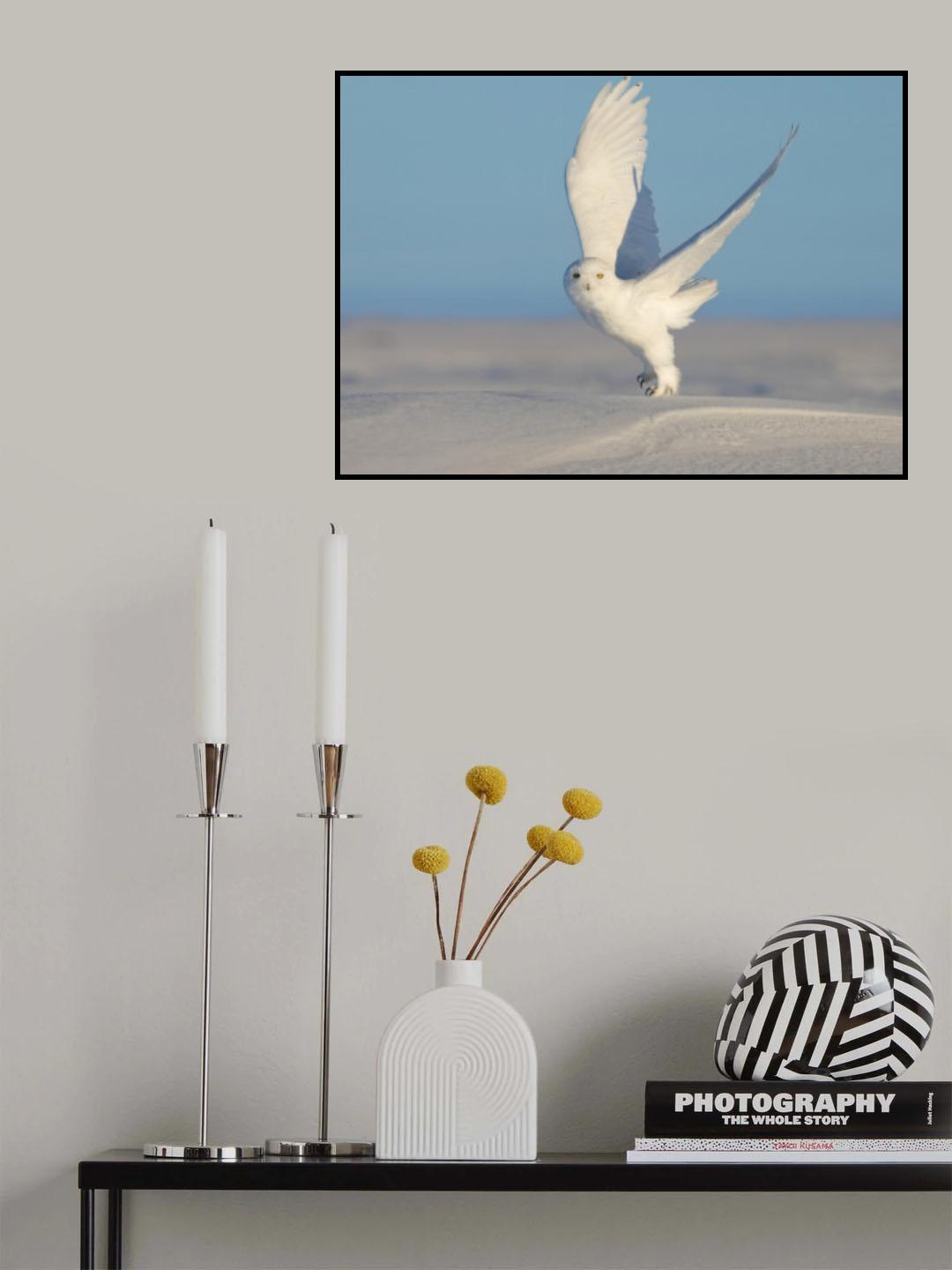 Snowy Owl Poster och Canvastavla