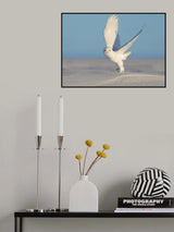 Snowy Owl Poster och Canvastavla