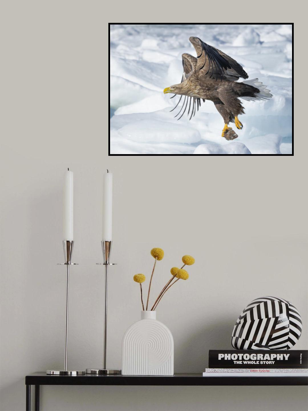 White-tailed Eagle in action Poster och Canvastavla