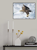 White-tailed Eagle in action Poster och Canvastavla