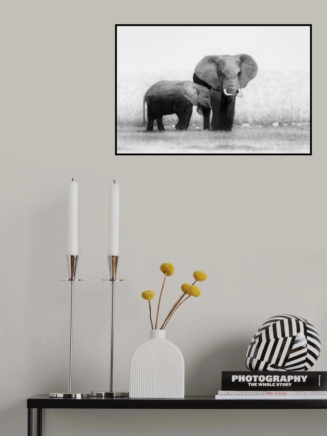 Mother and Calf Elephants Poster och Canvastavla