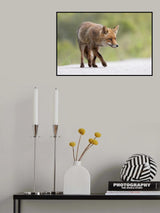 Red Fox Poster och Canvastavla