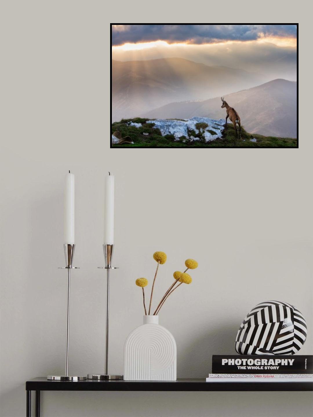 Chamois in Piatra Craiului Romania Poster och Canvastavla