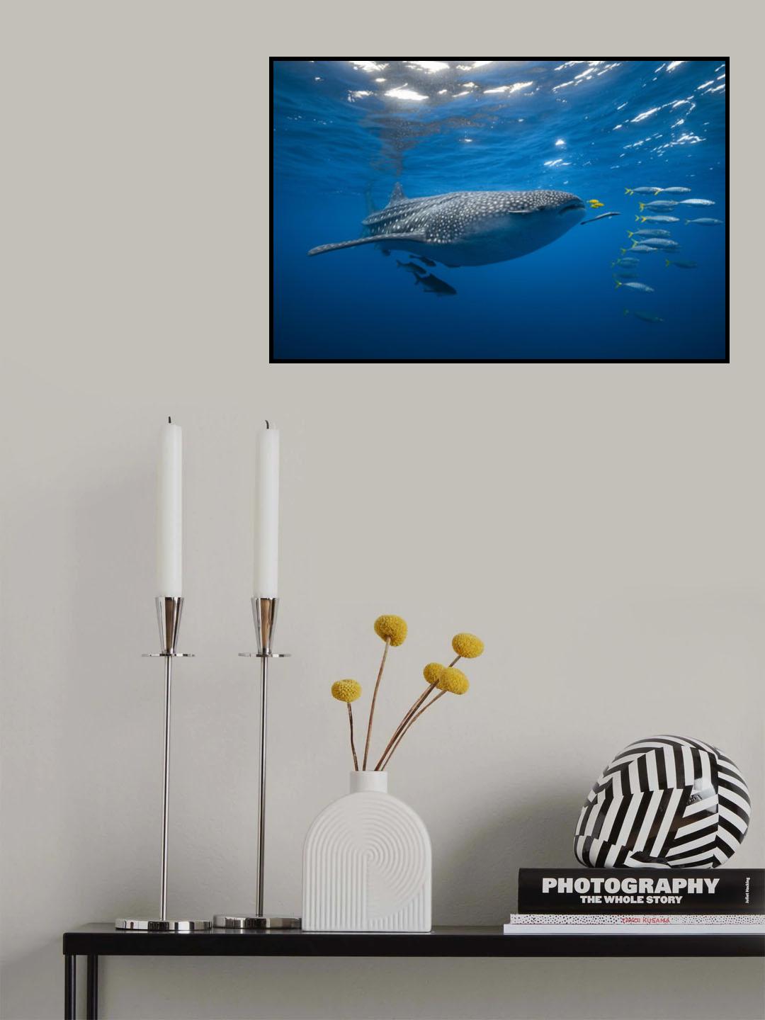 Tuna Shoal and whale shark Poster och Canvastavla