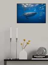 Tuna Shoal and whale shark Poster och Canvastavla