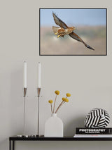 Buzzard Poster och Canvastavla