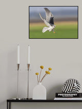 Black wingged kite Poster och Canvastavla