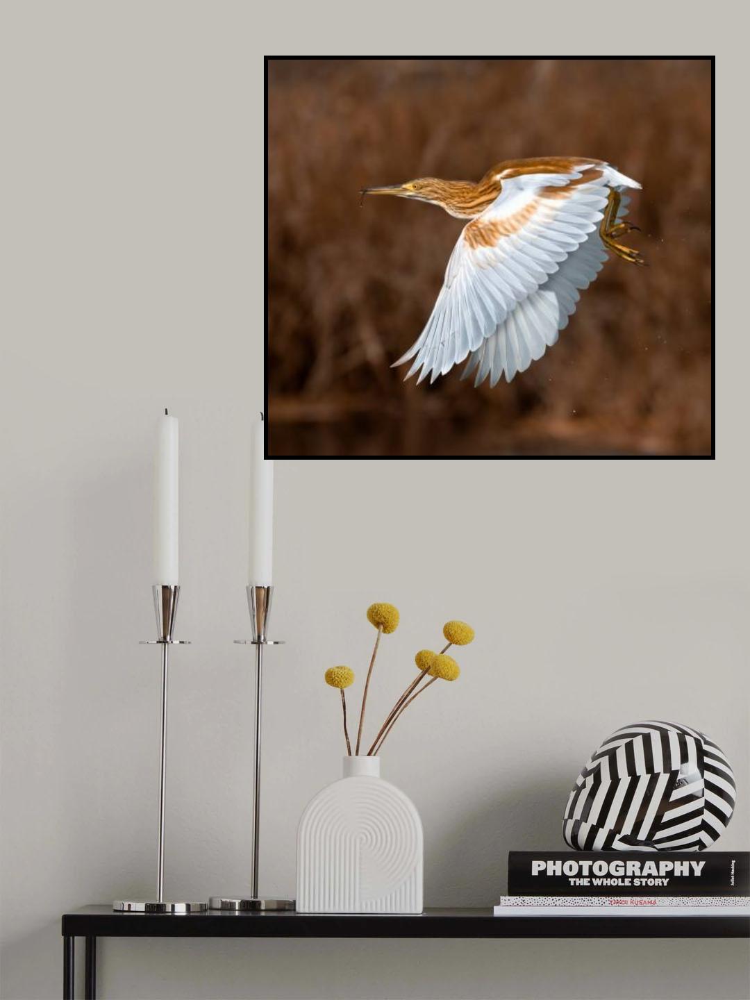 GOLDEN HERON Poster och Canvastavla